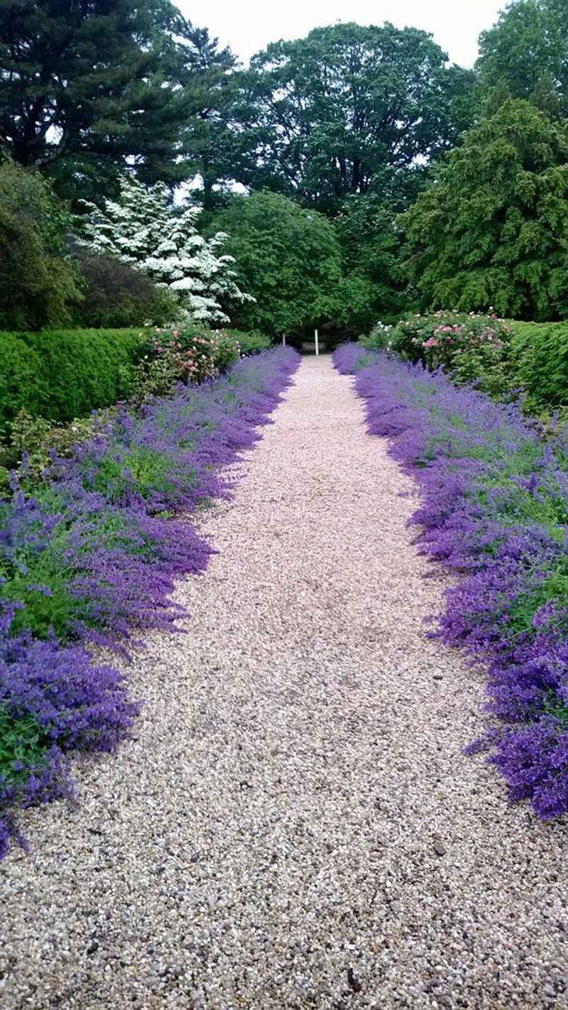 Lavender Border