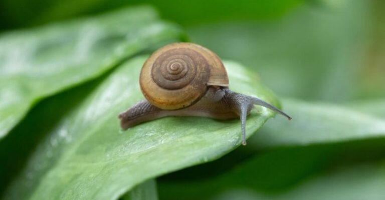 18 Common Garden Pests and How to Get Rid of Them