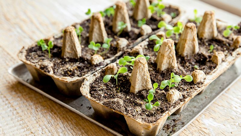 Eggshell Seed Starters