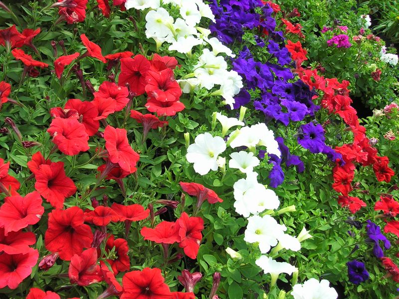 Choosing the Right Variety