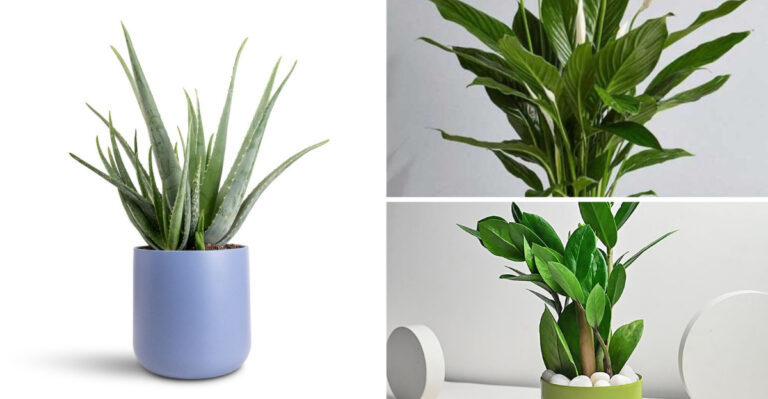 18 Indoor Plants That Clean the Air and Are Hard to Kill