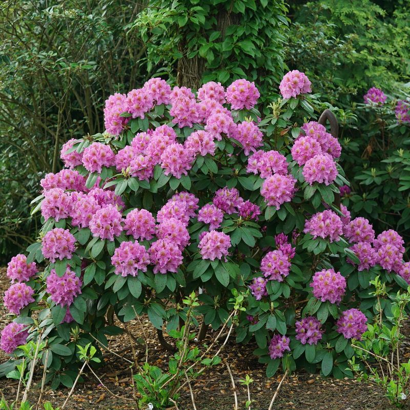 Rhododendrons