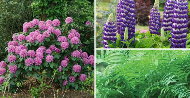 18 Plants to Grow Alongside Your Blueberry Bushes to Keep Them Happy