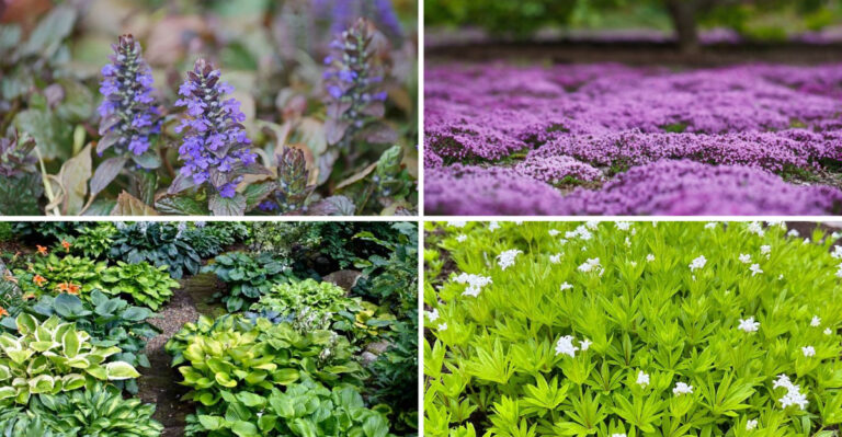 19 Ground Covers That Bloom Beautifully Beneath Trees And Shrubs