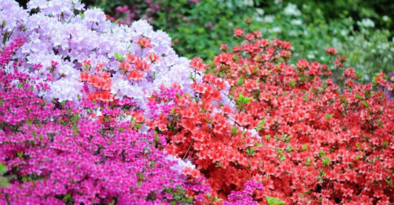 19 Must-Have Shrubs That Bloom All Year Long
