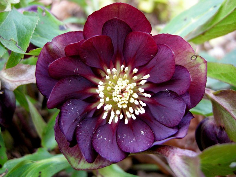Hellebore