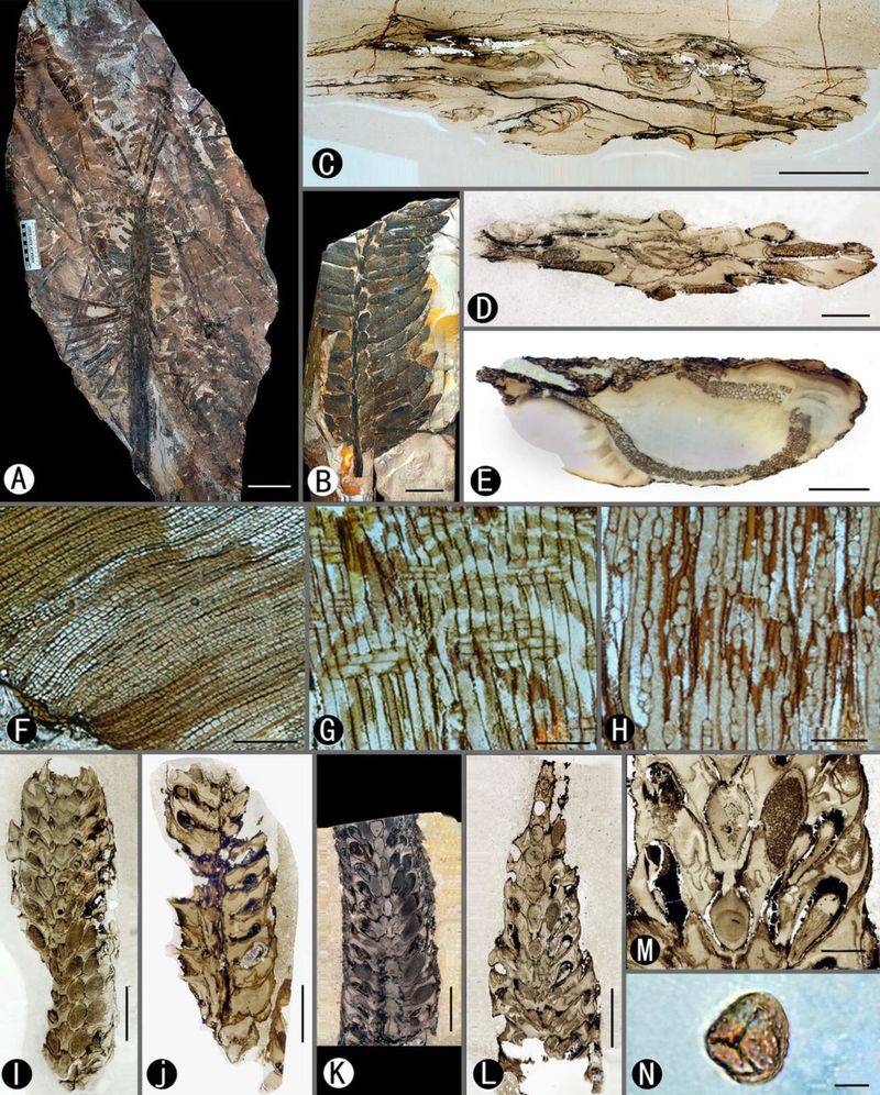 3. They Pre-Date Dinosaurs
