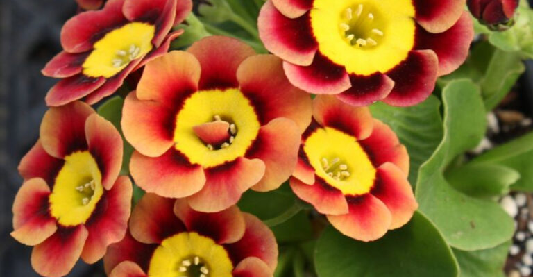 20 Alpine Flowers That Create A Mountain Garden Vibe