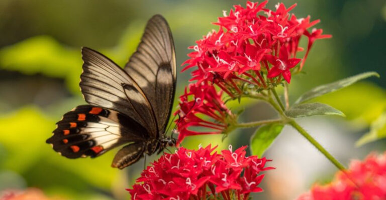 20 Colorful Companion Plants to Grow with Hibiscus