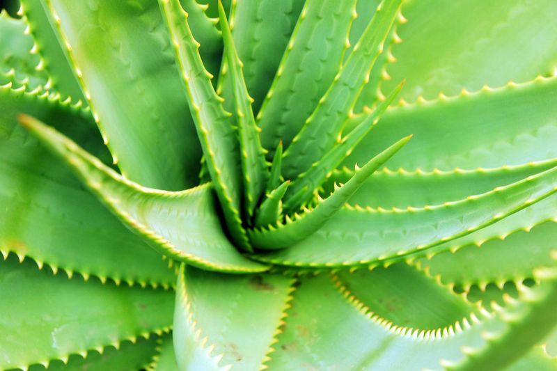 Aloe Vera