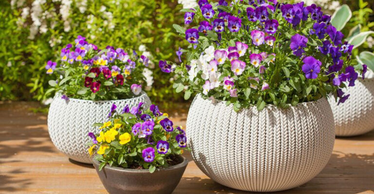 20 Container Plants That Can Withstand Midwest Weather Swings