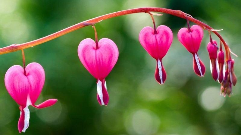 Bleeding Heart