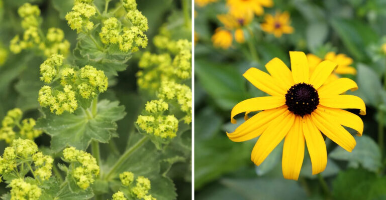 20 Fast-Spreading Perennials That Won’t Take Over Your Yard