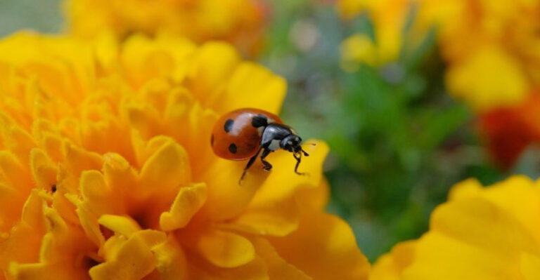 20 Garden Flowers That Will Fill Your Yard With Ladybugs and 7 That Won’t