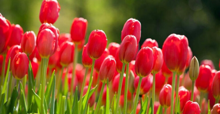 20 Garden Plants That Are Toxic to Dogs (And 10 Safer Alternatives to Grow)