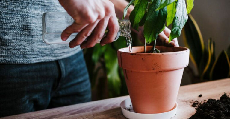 20 Genius Tips That Make Watering Your Plants 10x Easier