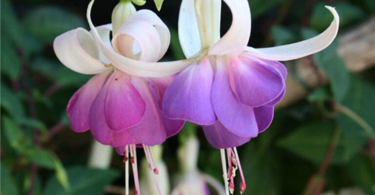 20 Gorgeous Plants That Start Blooming the Moment You Plant Them