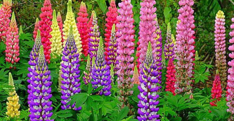 20 High-Maintenance Plants That Aren’t Worth the Work