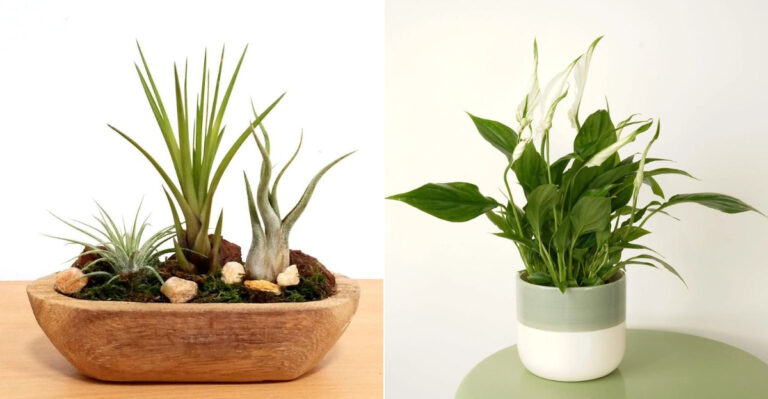 20 Houseplants That Don’t Benefit from Coffee Grounds