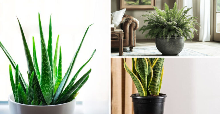 20 Houseplants That Help Keep Your Home Naturally Cool