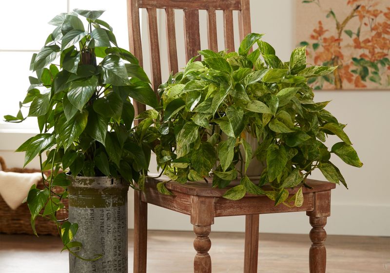 Pothos (Epipremnum aureum)