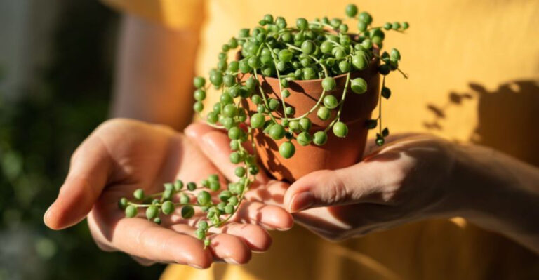 20 Houseplants You Can Grow for Free by Borrowing from Your Friends