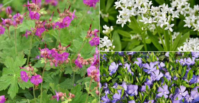 20 Low Maintenance Ground Cover Plants That Survive Even Tough Clay Soil