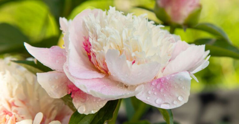 20 Lucky Plants That Attract Wealth, Prosperity, and Positive Energy