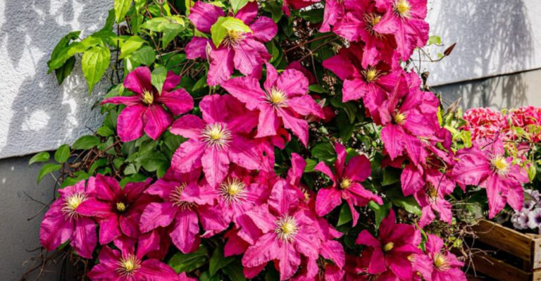 20 Patio Plants That Die Instantly In Pots And Containers