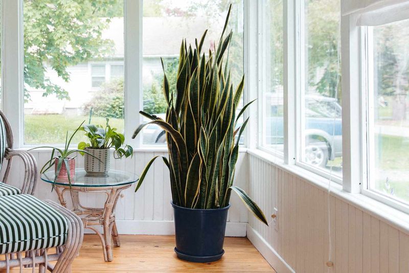 Snake Plant (Sansevieria)