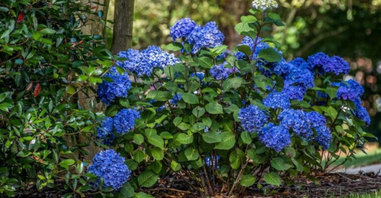 20 Plants You Can Plant Over A Tree Stump