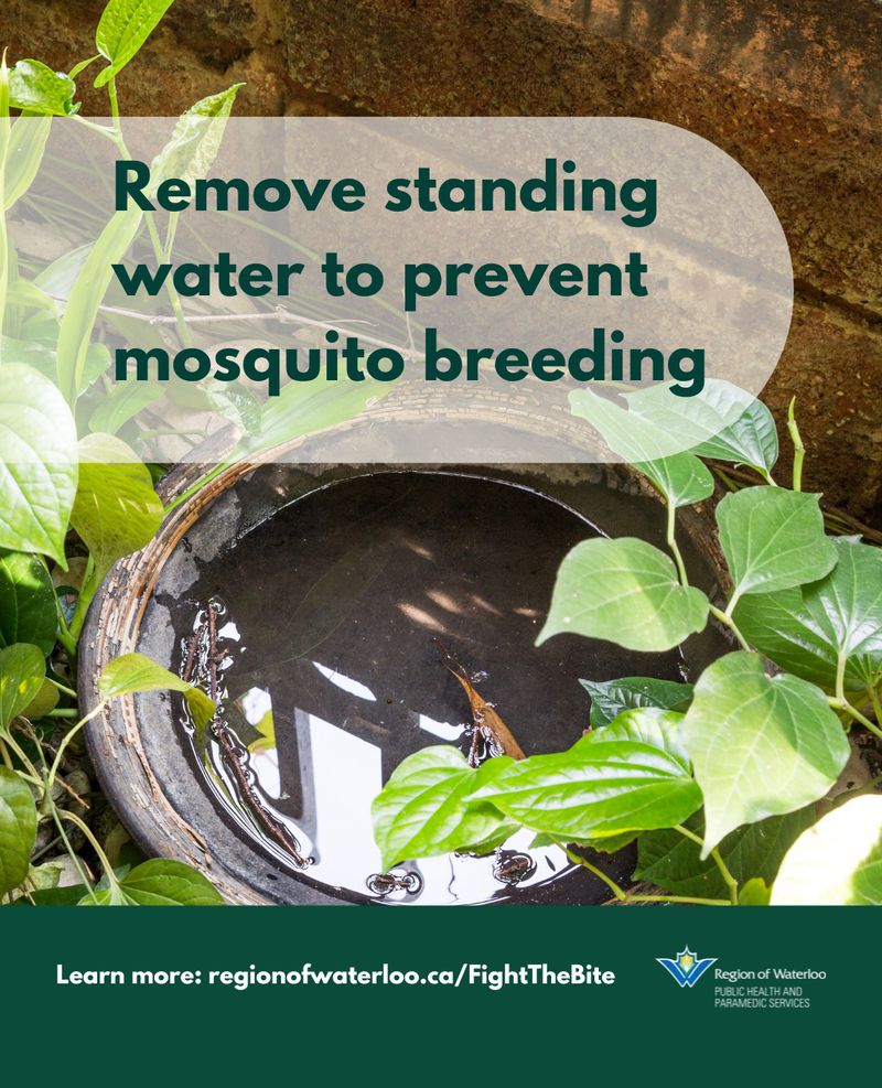 Eliminate Standing Water