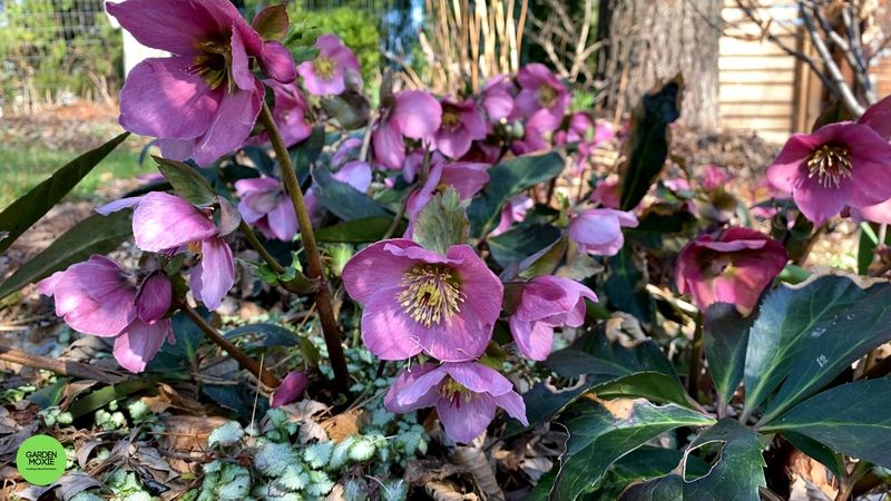 Hellebore (Lenten Rose)