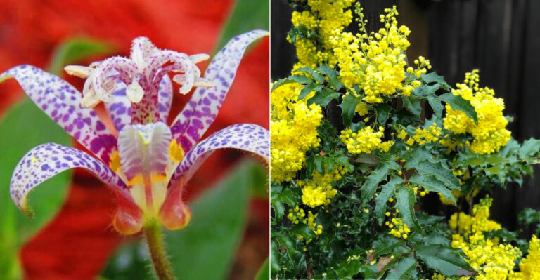 20 Shade Plants That Are Tough, Beautiful, and Deer-Resistant
