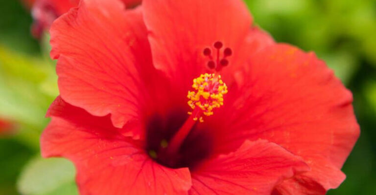 20 Standout Plants Every Garden Needs For A Wow Factor