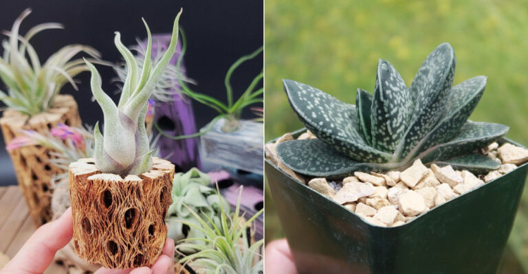 20 Succulents That Thrive Without Soil (Yes, Really)