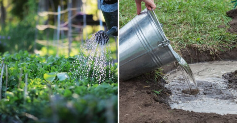 20 Tips for Watering Your Garden More Effectively