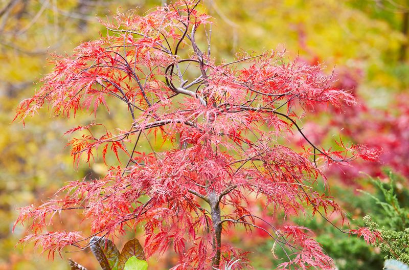 Japanese Maple