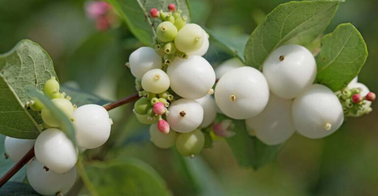 21 Drought-Tolerant Shrubs That Survive Rocky Mountain Summers