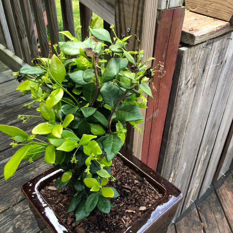 Overwatering Your Star Jasmine