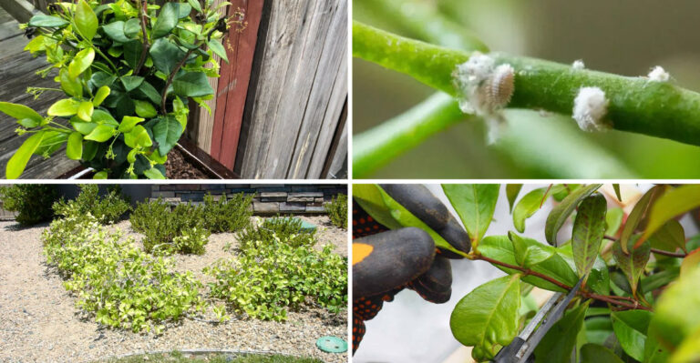 21 Things You’re Doing Wrong with Your Star Jasmine—And How to Fix Them