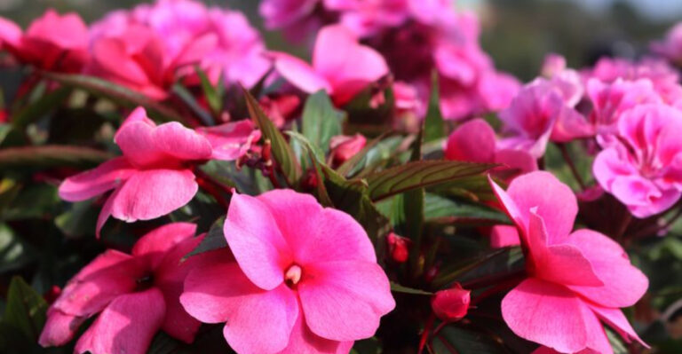 22 Easy-Care Flowers Great For Budding Gardeners (Plus 5 More No-Fuss Options)