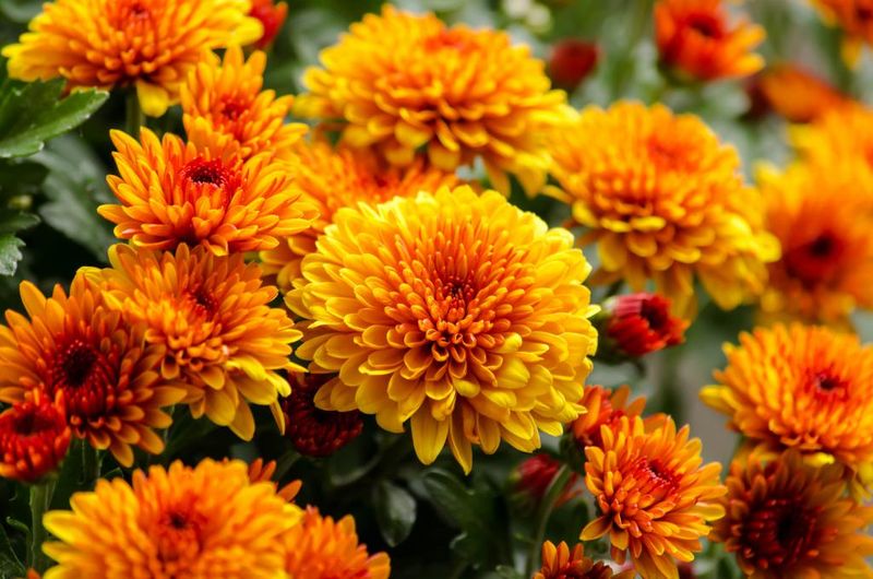 Chrysanthemum