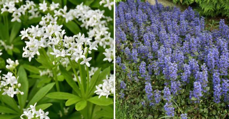 22 Ground Covers That Bloom Beautifully Beneath Trees And Shrubs