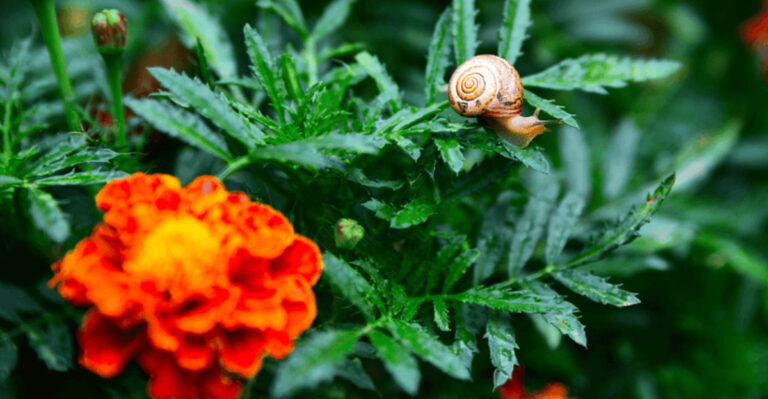 22 Perfect Herbs And Veggies To Grow Next To Okra