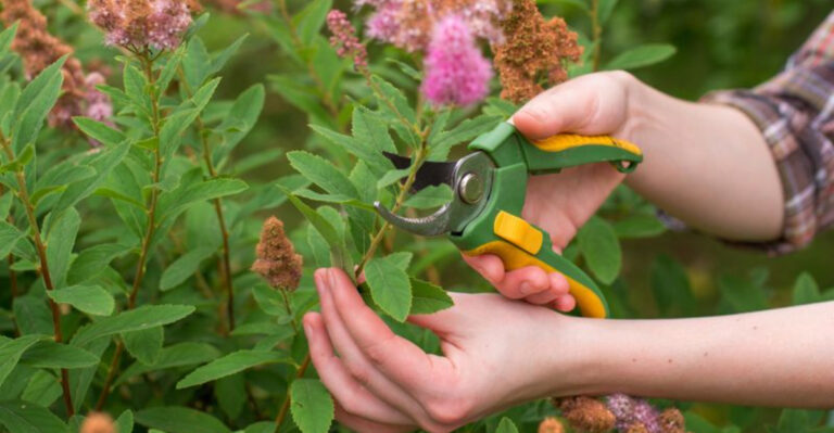 22 Plants You Can’t Miss Pruning Before May Ends For Bigger, Brighter Flowers