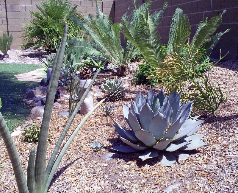 Agave