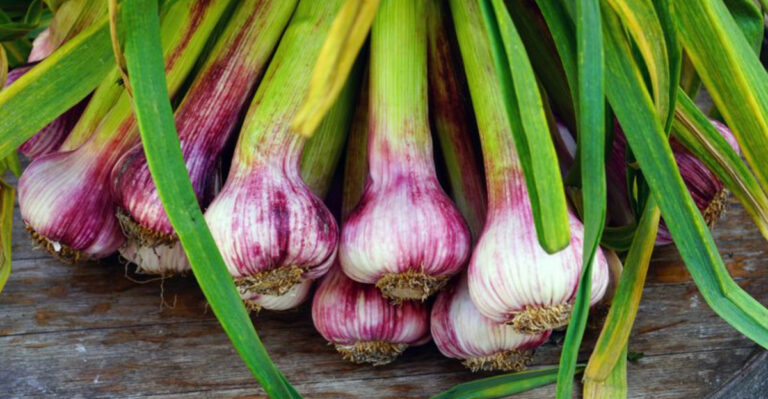 22 Vegetables That Keep Regrowing After You Harvest Them (And 5 More Perfect For Beginners)
