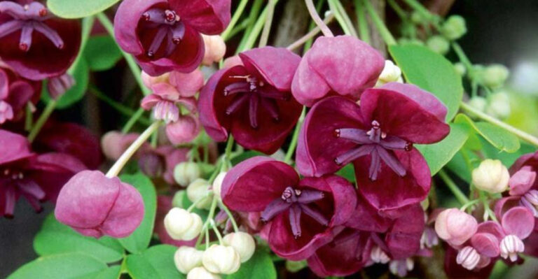 24 Best Flowering Vines and Climbers to Grow in Garden & Containers