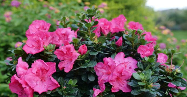 24 Eye-Catching Flowers That Demand Attention in Any Garden